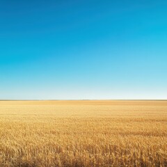 Naklejka premium Wheat field under clear blue sky in rural landscape