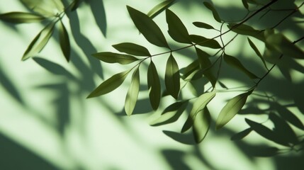 Fototapeta premium Delicate Green Leaves and Shadows - Nature's Artistic Print