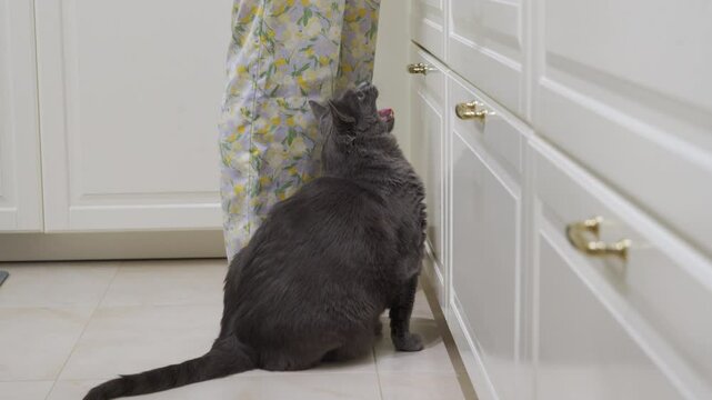 Woman cooking in the kitchen. A fat gray cat meows begging for treat from its owner. Adult domestic cat demanding food.