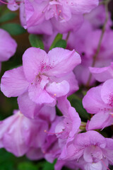 Obraz premium pink flowers close up