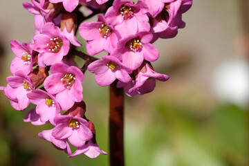 Obraz premium pink bergenia flowers close up