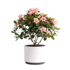 A vibrant azalea plant in a white pot, featuring delicate pink flowers isolated on white background and transparent background.