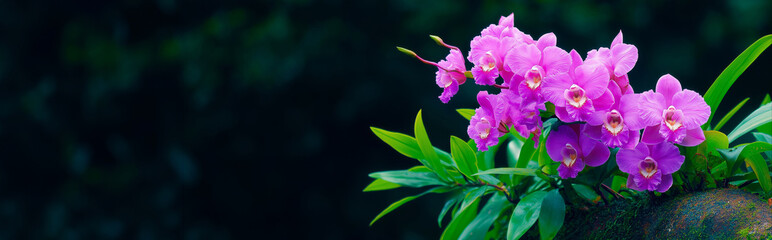 Purple orchid flowers blooming on a tree branch with green leaves against a dark background. Tropical nature background with copy space.