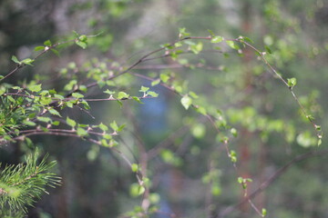 Young birch twigs and leaves on blurred background. Spring in the forest.