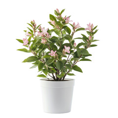 Weigela, Potted plant with pink flowers , adding a touch of nature indoors. isolated on white background and transparent background.
