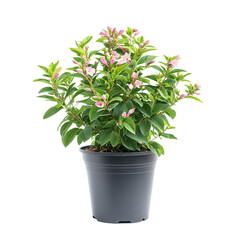 Obraz premium Weigela, Potted plant with pink flowers isolated on white background and transparent background.
