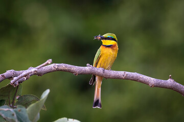 Little Bee-eater sitting on branch with bee in its mouth.