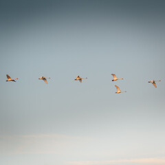 birds in flight
