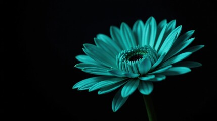 Obraz premium A Single Teal Flower Against a Dark Background, Exhibiting Delicate Petals and a Vibrant Center, a Study in Contrast and Botanical Beauty