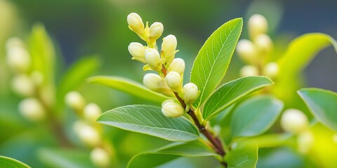 Fototapeta premium Close up of white flower buds with green leaves. Spring nature background with copy space.