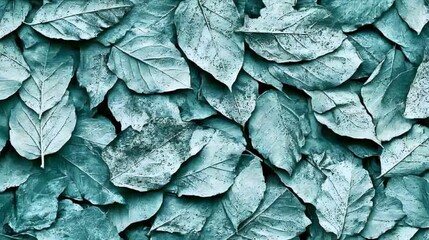 Obraz premium Teal Dried Leaves Overlay Texture Background