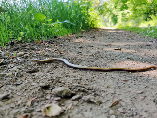 Blindschleiche im Wald