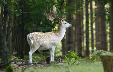 stag with magnificent antlers in the forest, lovely male fallow deer between tall trees, stag in front of tall trees, magnificent stag in the meadow	
