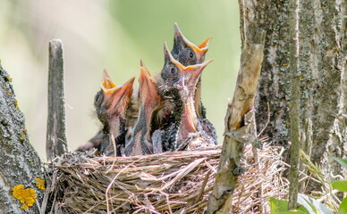 Fieldfare chicks ask for food