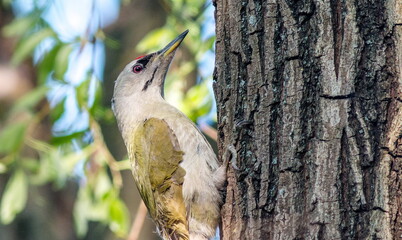 spotted woodpecker