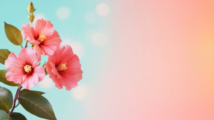 Beautiful pink hibiscus flowers against soft pastel background evoke sense of tranquility and joy