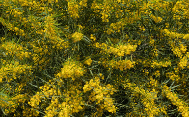 Blooming mimosa bush, yellow flowers in sunlight