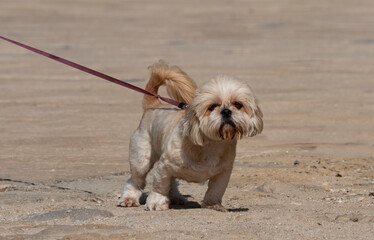 Small dog on a leash on the street at noon
