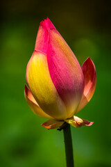 Fototapeta premium Single pink and yellow Water Lilly Bud; Close-up with Copy Space