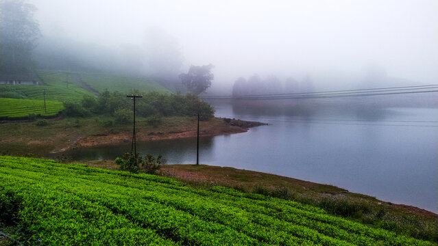Beautiful green tea plantation at Megamalai, Theni district, Tamil Nadu, India