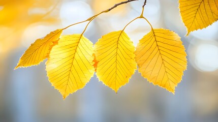 Obraz premium Golden Autumn Leaves Branch Nature Photography