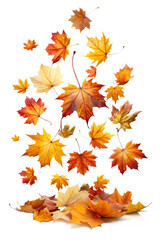 Obraz premium autumn leaves isolated on white