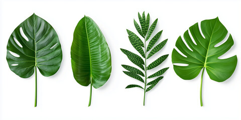 Set of green leaves, isolated on white background