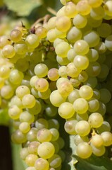 white vine grapes, close up