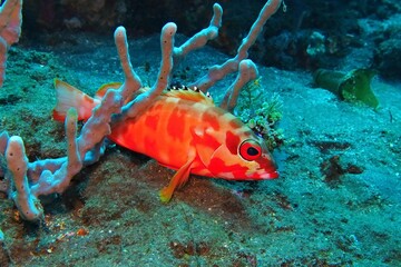 Red tropical fish - Blacktip grouper (Epinephelus fasciatus) sitting in the coral reef. Close up...