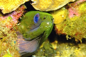 Animal in the sea - moray eel in the coral reef. Underwater animal in the tropical ocean.  Underwater photography from scuba diving trip. Colorful ocean wildlife reef scenery with the moray eel.