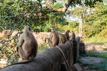 Affen auf Mauer in der Ranthambhor Festung im Ranthambhore Nationalpark in Rajasthan Indien