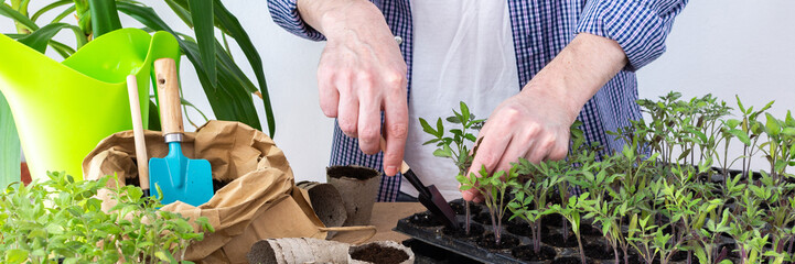 Pricking out, a man transplants young tomato and pepper seedlings into eco pots, transplanting...