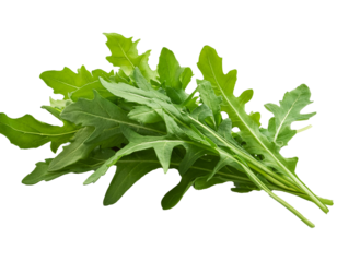  Arugula leaves in their fresh green state, isolated on a white background