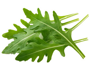  Arugula leaves in their fresh green state, isolated on a white background