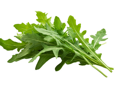  Arugula leaves in their fresh green state, isolated on a white background