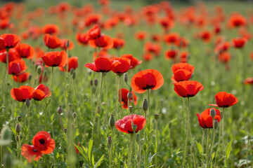 Fototapeta premium Field of red poppies swaying in green grass
