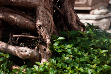 Closeup of Bonsai Roots and Foliage