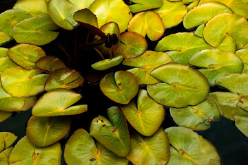 Water Lily Pads