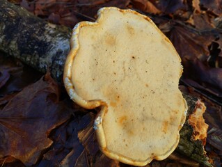 Large white tinder fungus mushroom on an old bank in the forest.