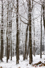 Wisconsin park in winter with snow covering trees