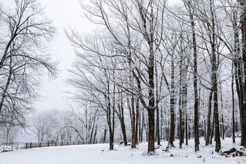 Wisconsin park in winter with snow covering trees