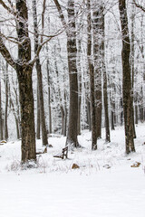 Wisconsin park in winter with snow covering trees