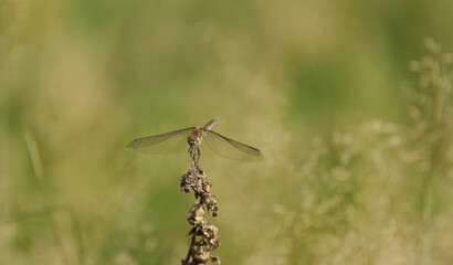 red damselfly in the meadow, red dragonfly in sunshine and green background, damselfly from close up, close-up Sympetrum