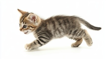 A playful kitten chasing its tail, with a happy expression, on a white isolated background