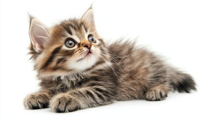 A playful kitten batting at a feather toy, with its paws raised, on a white isolated background