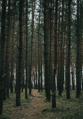 Fototapeta premium Trees in the forest
