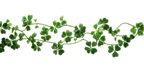 Green clover vines spreading across horizontally isolated on transparent background