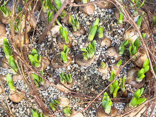 Spring bulb growth emerging through pebbles with green shoots