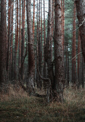 Obraz premium Trees in the forest