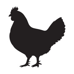 rooster isolated on white background